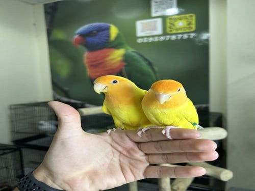 روز اليف وهدد