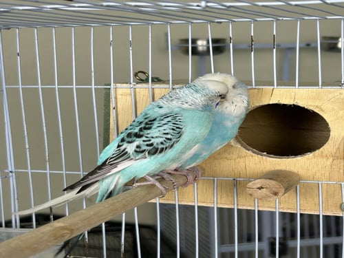 زوج بادجي انجليزي