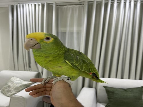 أمازوني دبل هد اليف وهدد ومتكلم