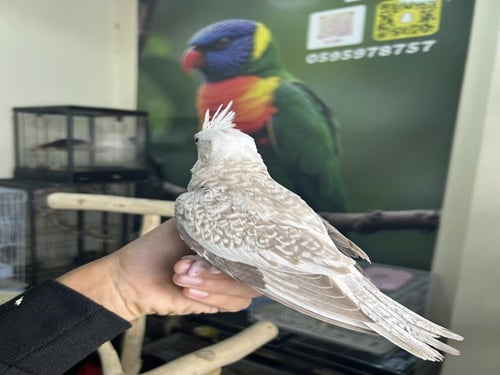 كروان هولندي فراشه اليف