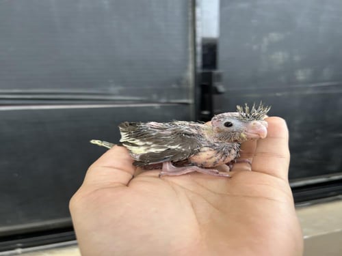 فرخ كروان نورمل