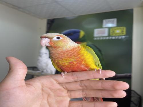 كنيور اناناس رد فاكتور اليف وهدد