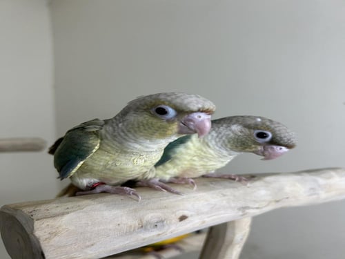 كنيور اليف وهدد نهاية غر