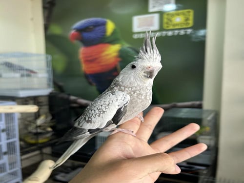 انثى كروان أليف