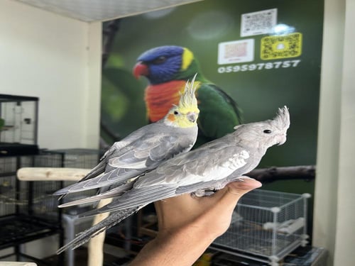 زوج كروان اليف وهدد