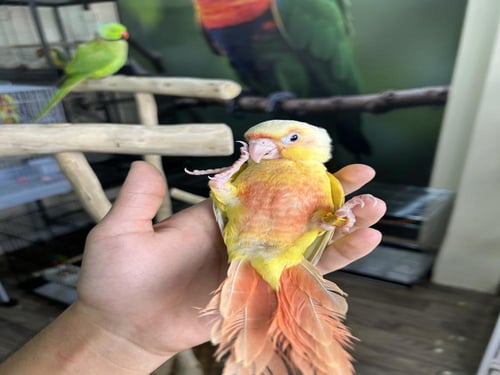 كنيور صن شيك اليف وهدد