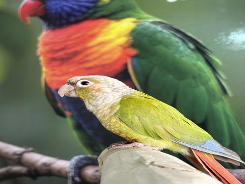 كنيور اليف وهدد