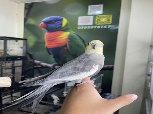 ذكر كروان نورمل أليف ومتكلم