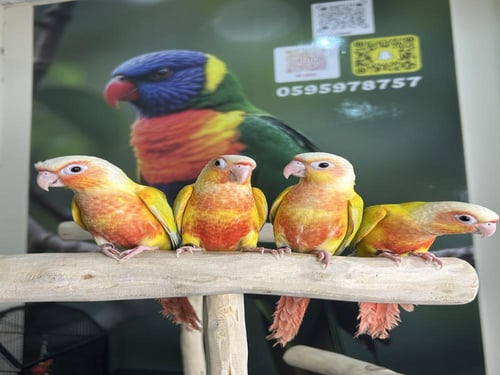 كنيورات صن شيك اليفه وهدد نشبه