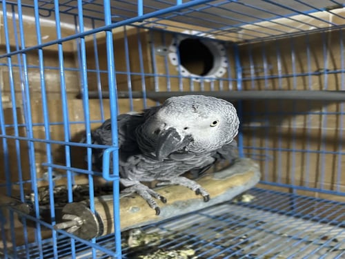 زوج كاسكو اليف ومنتج