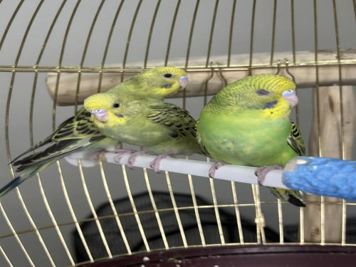 فروخ بادجي اليفه