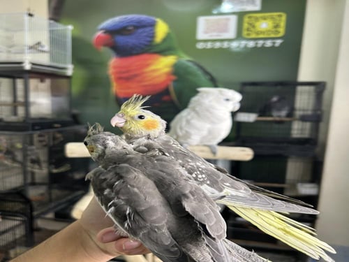 كروان اليف وهدد