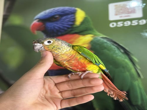 كنيور يلوسايد اليف