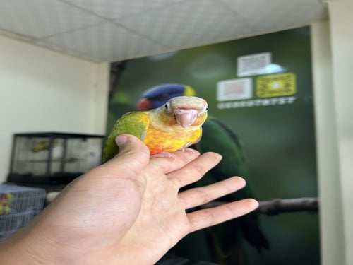 كنيور اناناس اليف وهدد