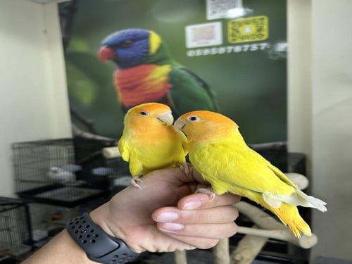 روز اليف وهدد