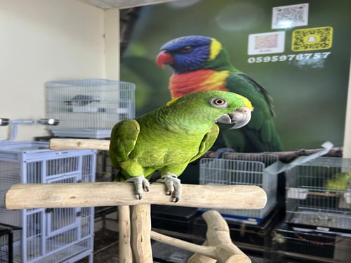 أمازوني يلوناب اليف ومتكلم