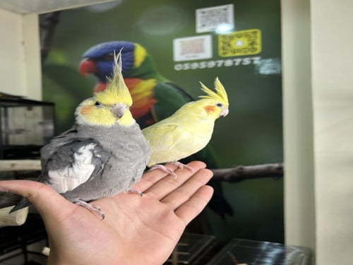 زوج كروان اليف وهدد