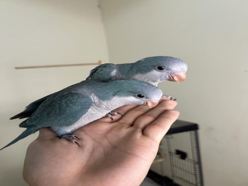 كويكر ازرق اليف وهدد