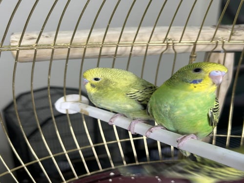 فروخ بادجي اليفه