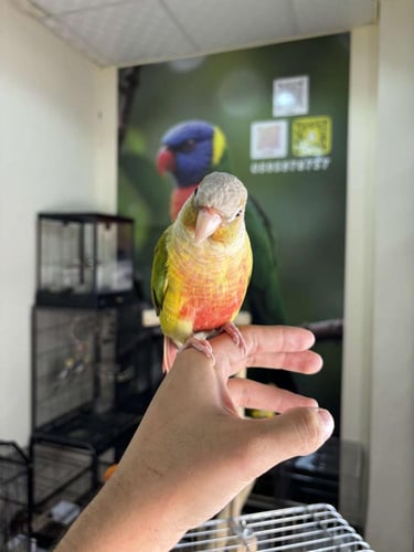 ذكر كنيور اناناس اليف وهدد ومتكلم