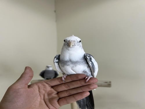 ذكر كروان اليف وهدد ومتكلم