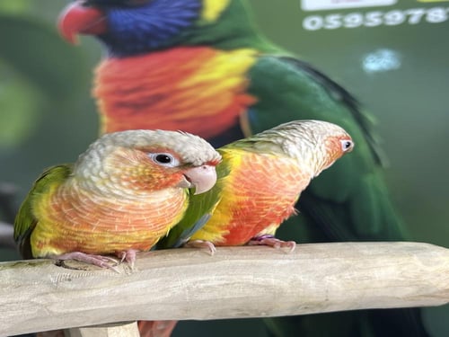 كنيورات اناناس اليفه وهدد