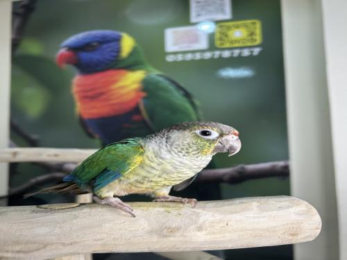 كنيور يلوسايد تركواز اليف وهدد نشبه