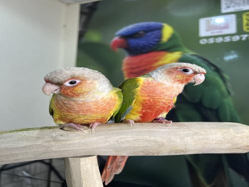 كنيورات اناناس اليفه وهدد