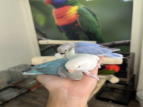 فروخ روز نهايه غر