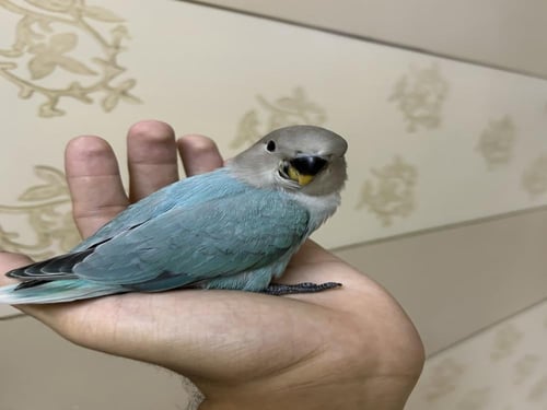 روز اليف وهدد