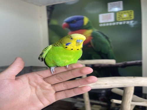 ذكر هولندي بادجي اليف