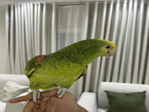 أمازوني دبل هد اليف وهدد ومتكلم