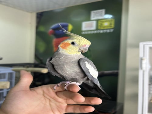 كروان اليف ومغرد