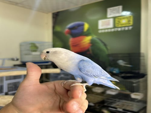 روز اليف وهدد