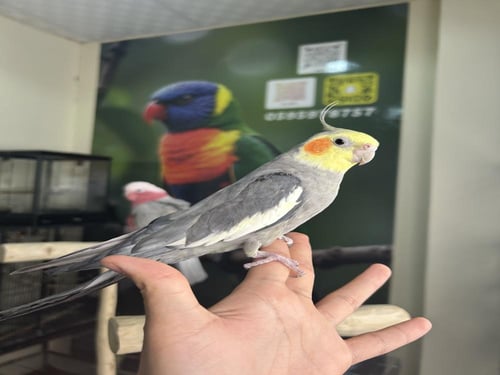 كروان اليف وهدد ومتكلم