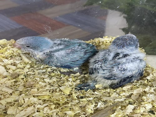 فروخ كويكر ازرق دايلوت