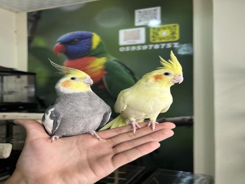 زوج كروان اليف وهدد