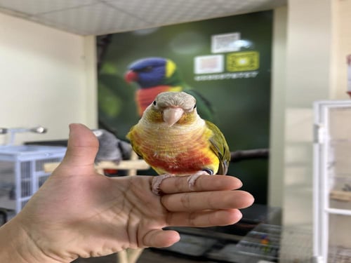 كنيور أناناس اليف وهدد ومتكلم