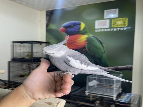 ذكر كروان هولندي أليف ومتكلم