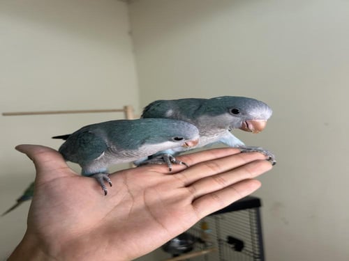 كويكر ازرق اليف وهدد