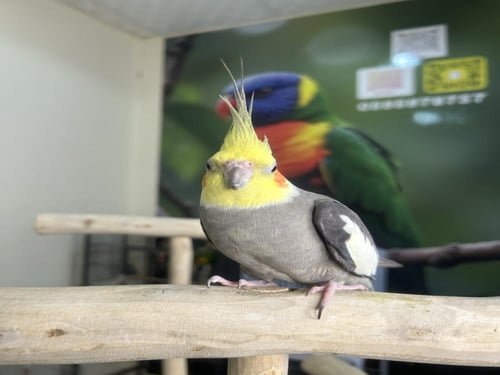 ذكر كروان اليف وهدد