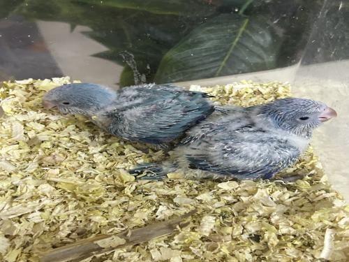 فروخ كويكر ازرق دايلوت