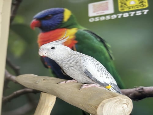 كروان هولندي اليف