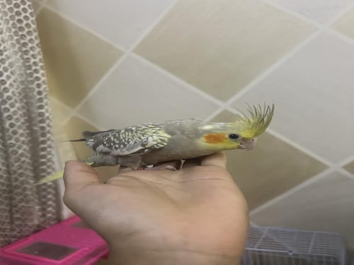 فرخ كروان نهايه غر