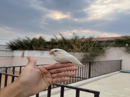 روز أليف وهدد داخلي و خارجي