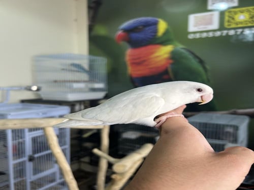 روز اليف وهدد