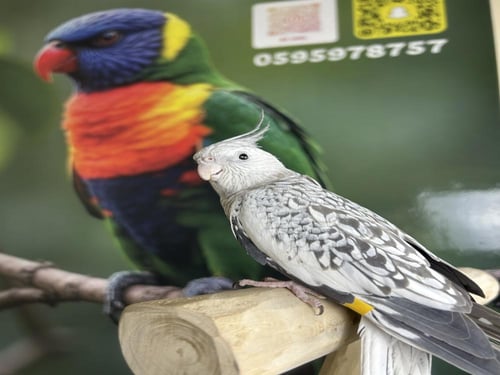 كروان هولندي اليف