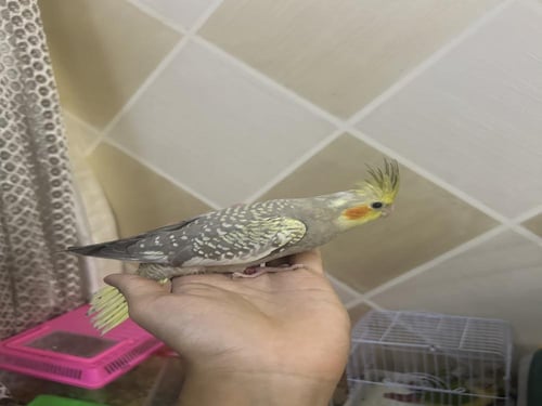 فرخ كروان نهايه غر