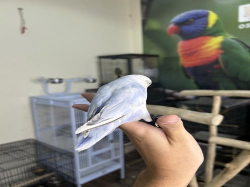 روز أليف وهدد