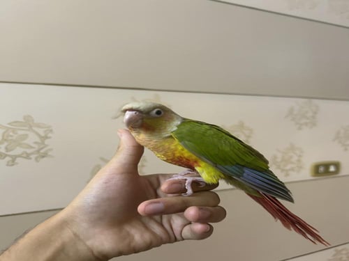 كنيور اناناس اليف وهدد